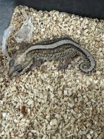 adult pictus.jpg