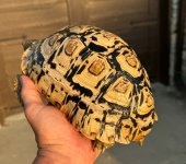 IMG_1865.jpeg