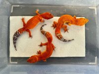 GECKO1.jpg