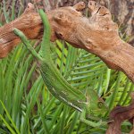 ug_Veiled_Chameleon_(9-11)_3.jpg