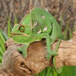 ug_Veiled_Chameleon_(9-11)_4.jpg