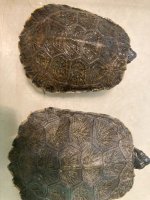 2 CB  2023 N A Wood Turtles.jpg