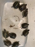 2024 CB Florida Box Turtles.jpg