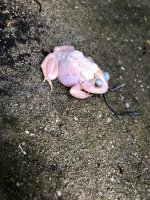 IMG_0318.jpeg