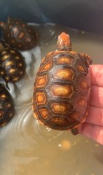 IMG_1007.jpeg