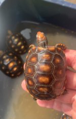 IMG_1010.jpeg