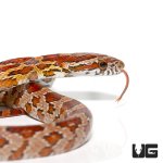 ug_new_baby_classic_cornsnake_1.jpg