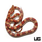 ug_new_baby_classic_cornsnake_2.jpg