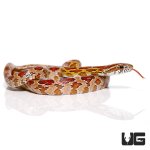 ug_new_baby_classic_cornsnake_3.jpg