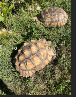 sulcata adults.png