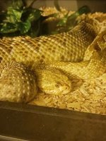 basiliscus3.jpg