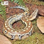 ug_Baby_Sumatran_Blood_Python_4.jpg