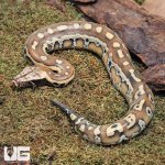 ug_Baby_Sumatran_Blood_Python_1.jpg