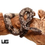 ug_indonesian_tree_boa_2.jpg