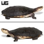ug_gibba_sideneck_turtle_4.jpg
