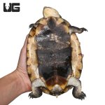 ug_gibba_sideneck_turtle_3.jpg