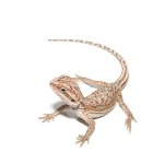 ug_baby_dunner_bearded_dragon_3.jpg