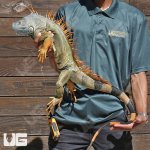 ug_5_6_Ft_Iguana_1_2.jpg