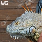 ug_5_6_Ft_Iguana_1_4.jpg