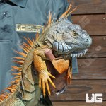 ug_5_6_Ft_Iguana_1_1.jpg