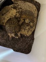 Ornate Box Turtles.jpg