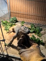 IMG_5677.jpeg