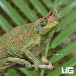 ug_Rainbow_Jacksons_Chameleon_2.jpg