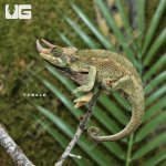 ug_Rainbow_Jacksons_Chameleon_1.jpg