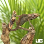 ug_C_B_Juvenile_Rainbow_Jackson_1.jpg