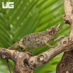 ug_C_B_Juvenile_Rainbow_Jackson_3.jpg