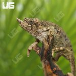 ug_C_B_Juvenile_Rainbow_Jackson_4.jpg