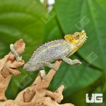 ug_Helmeted_Chameleon_2.jpg