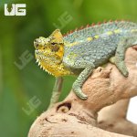 ug_Helmeted_Chameleon_1.jpg