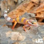 ug_Baby_Albino_Leopard_Gecko_4.jpg