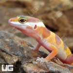ug_Baby_Albino_Leopard_Gecko_1.jpg