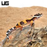 ug_Baby_Clown_Leopard_Gecko_4.jpg