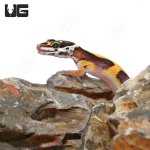 ug_Baby_Clown_Leopard_Gecko_3.jpg