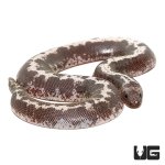 ug_baby_anery_stripe_kenyan_sand_boa_3.jpg