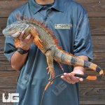 ug_4_5_Ft_Iguana_4.jpg
