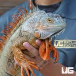 ug_4_5_Ft_Iguana_2.jpg