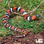 ug_Baby_Tricolor_Hognose_2.jpg