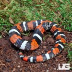 ug_Baby_Tricolor_Hognose_1.jpg