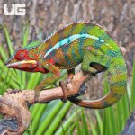 ug_MALE_Ambilobe_Panther_Chameleon_2.jpg