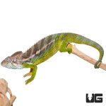 ug_42721_verrucosus_chameleon_4.jpg