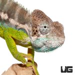 ug_42721_verrucosus_chameleon_1.jpg
