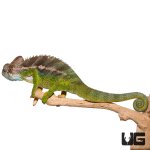 ug_42721_verrucosus_chameleon_2.jpg