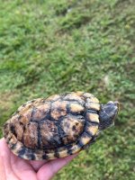 IMG_4457.jpeg