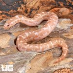 ug_Snow_Kenyan_Sand_Boa_5.jpg