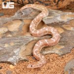ug_Snow_Kenyan_Sand_Boa_4.jpg