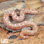 ug_Snow_Kenyan_Sand_Boa_2.jpg
